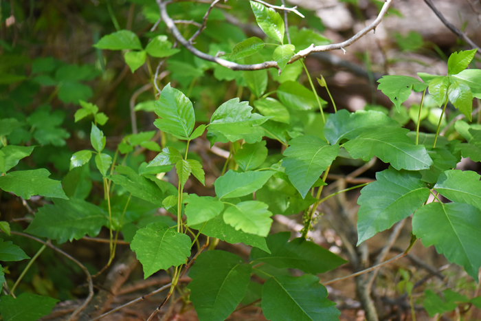 Western Poison Ivy is found throughout much of the United States and Canada. Western Poison Ivy, at least in its preferred western habitats, is not a predominant species. However eastern North American species, and certainly Eastern Poison Ivy are most often predominant species where found. Toxicodendron rydbergii 